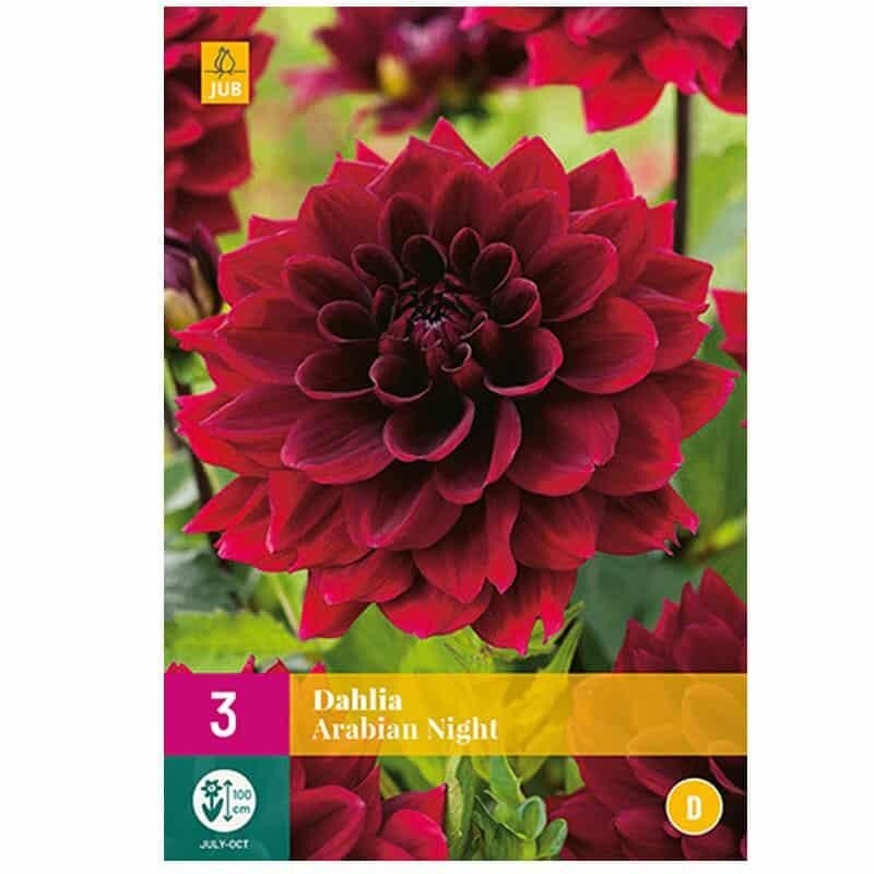 3 DAHLIAS ARABIAN NIGHT