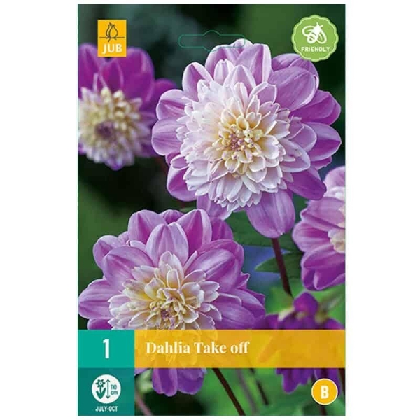 1 bulbe dahlia Take Off