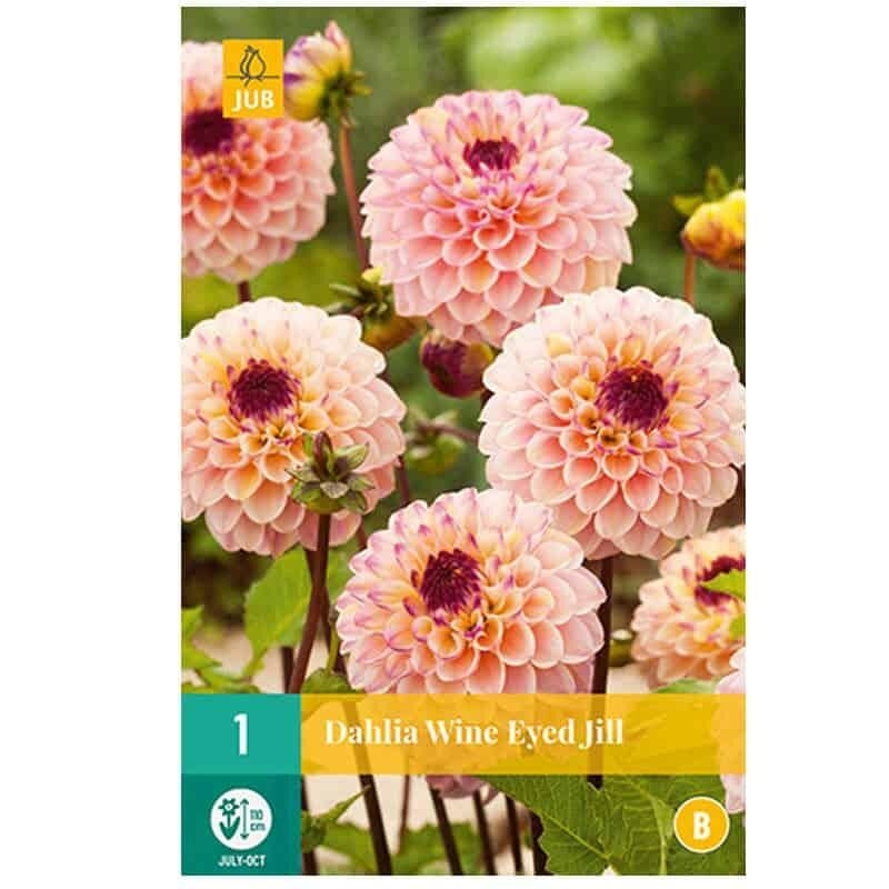 1 DAHLIA WINE EYED JILL