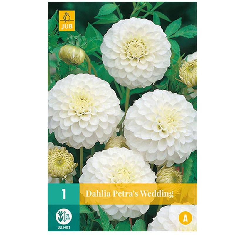 1 DAHLIA PETRAS WEDDING