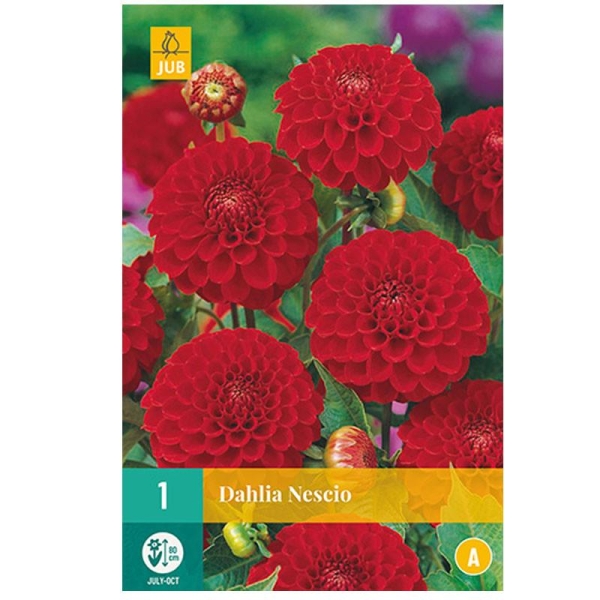 1 bulbe de dahlia variété Nescio