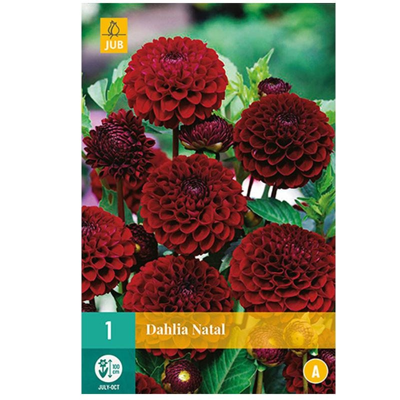 1 bulbe dahlia Natal