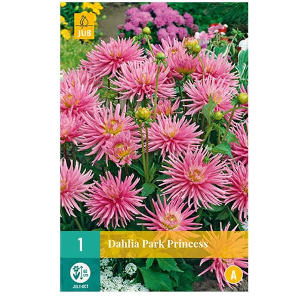 1 bulbe DAHLIA PARK PRINCESS