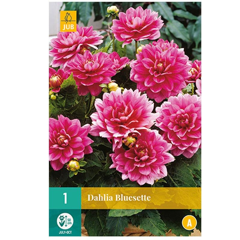 1 DAHLIA BLUESETTE