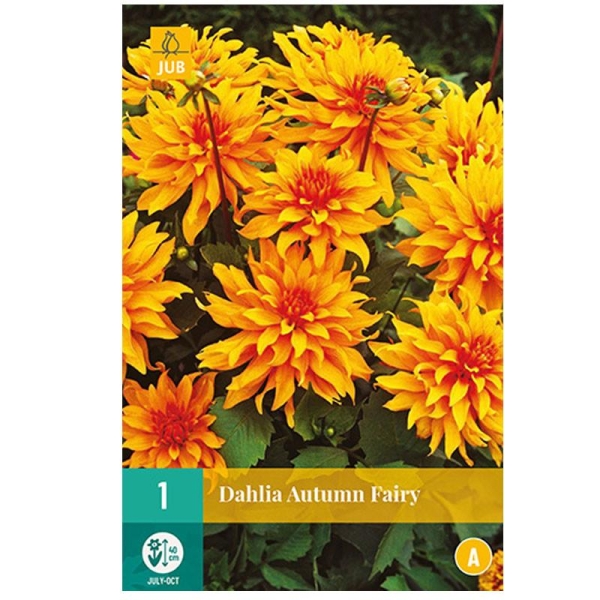 1 bulbe DAHLIA AUTUMN FAIRY