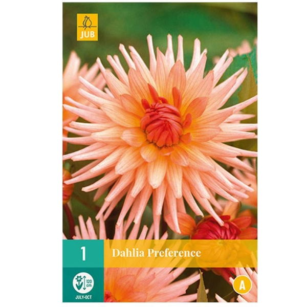 1 bulbe dahlia Preference