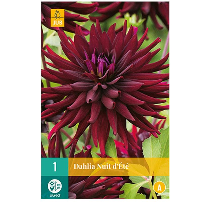 1 bulbe de dahlia Nuit d'été