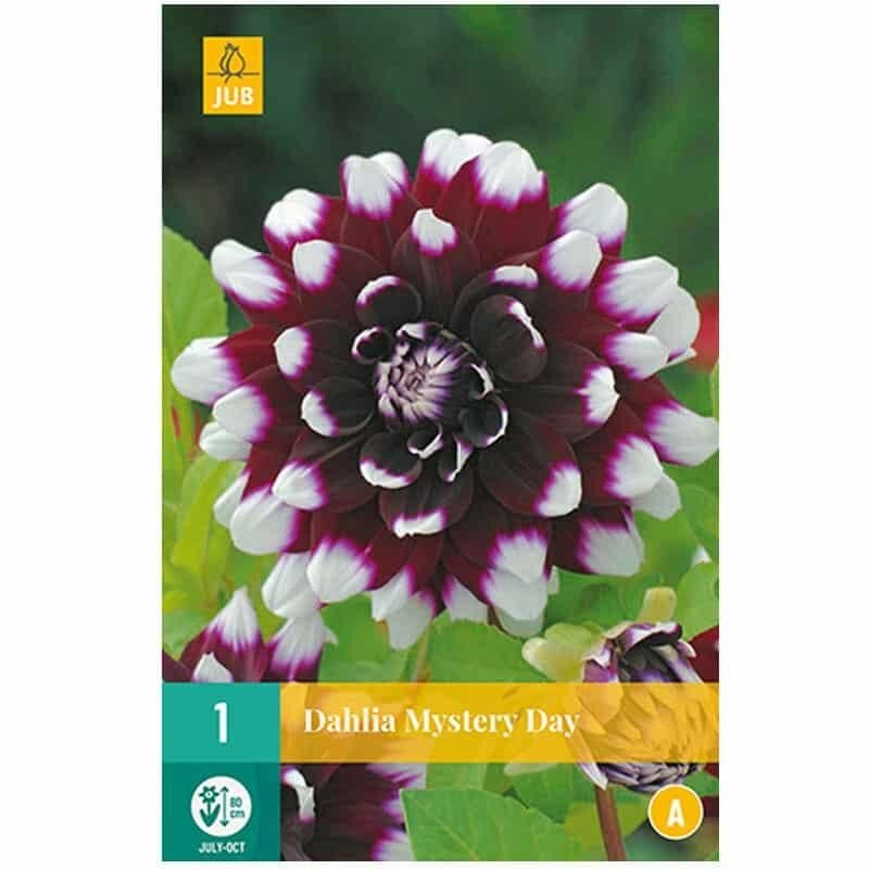 1 DAHLIA MYSTERY DAY