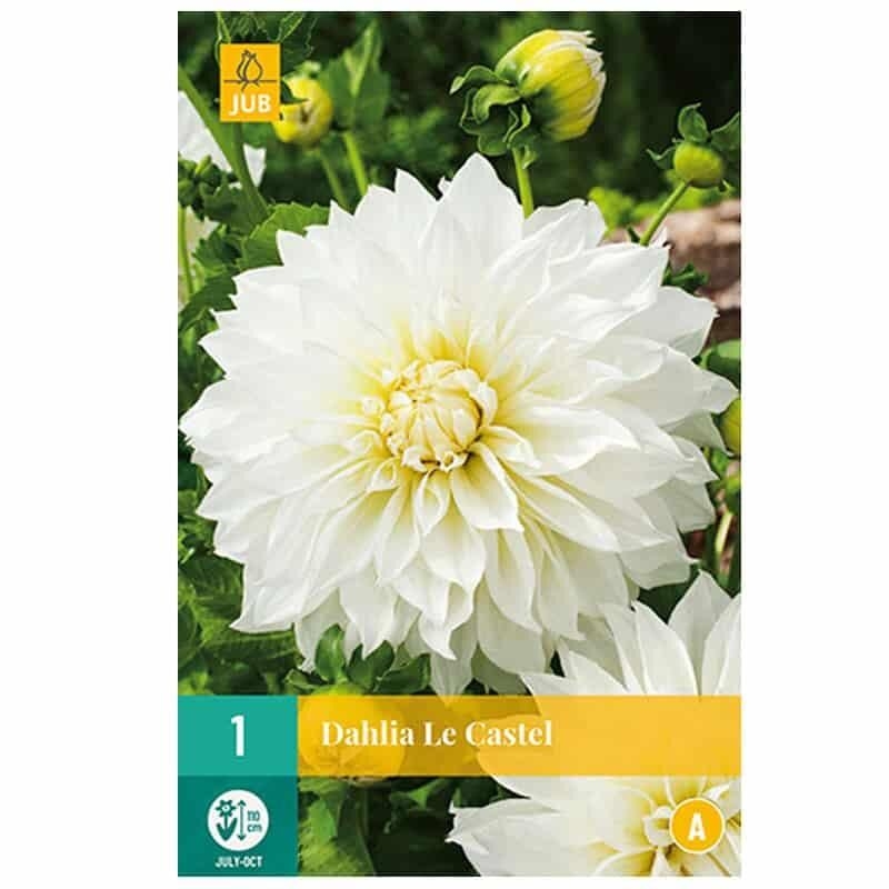 1 DAHLIA LE CASTEL