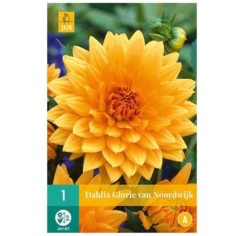 1 DAHLIA GLORIE VAN NOORDWIJK