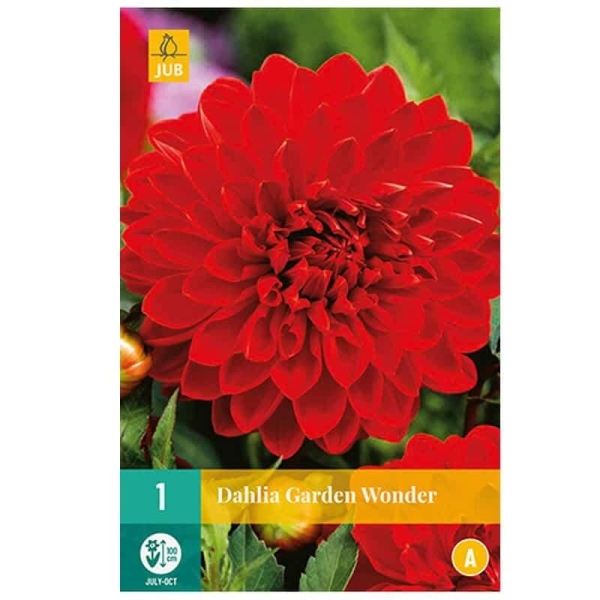 1 bulbe DAHLIA GARDEN WONDER