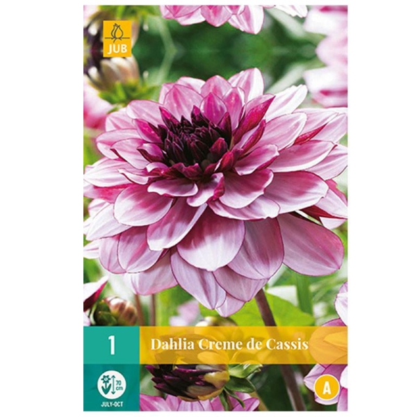 1 DAHLIA CREME DE CASSIS