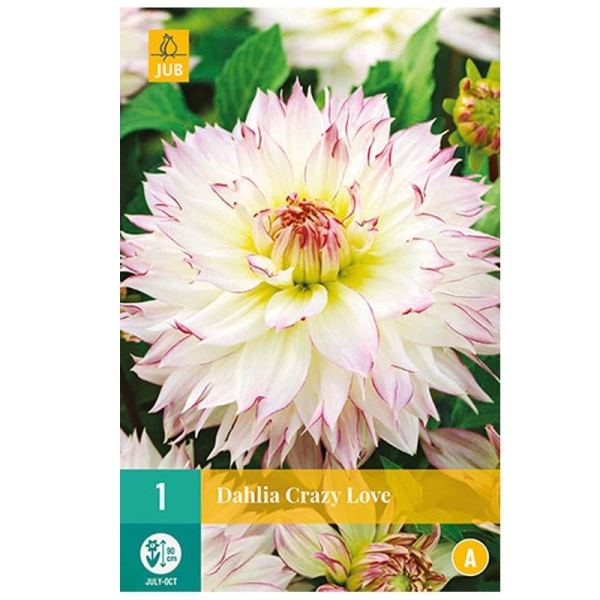 1 DAHLIA CRAZY LOVE