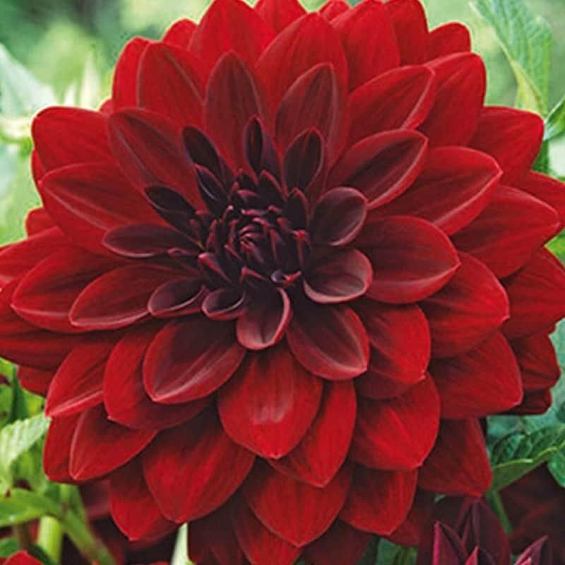 1 bulbe DAHLIA ARABIAN NIGHT