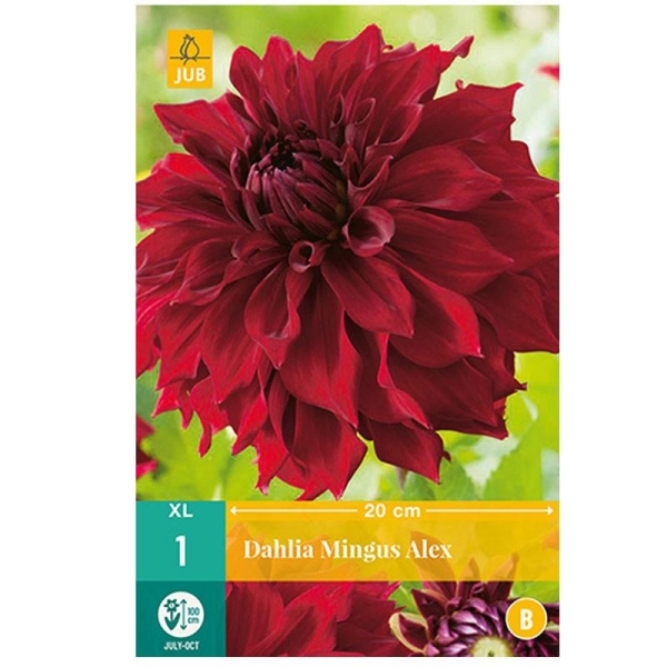 1 bulbe dahlia mingus alex