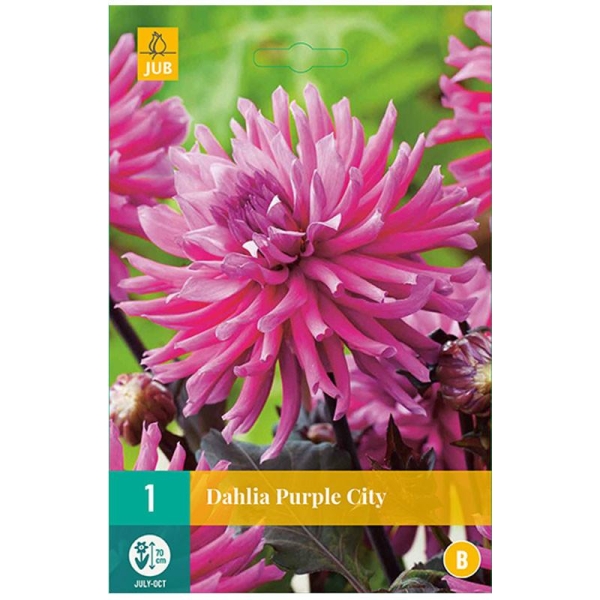 1 bulbe à fleur Dahlia Purple city