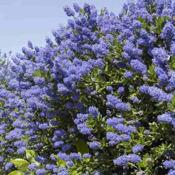 Lilas de Californie 'Autumnal Blue' - Céanothe