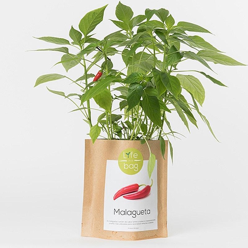 Sac papier Prêt à cultiver Piments