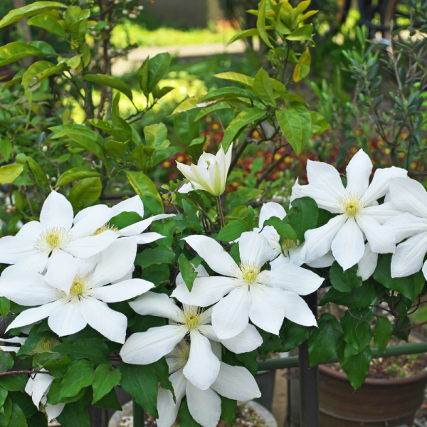 Clematite - Clematis Albina Plena Pot 15cm