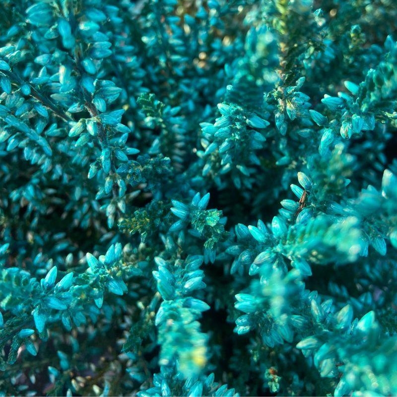 Bruyere Turquoise Calluna Pot de 10