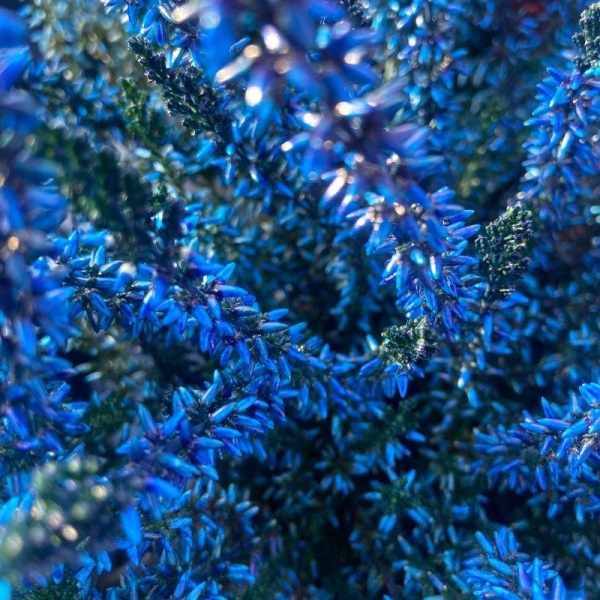 Bruyere Bleu Calluna Pot de 10