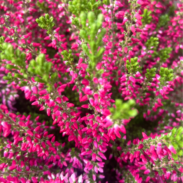 Bruyere Rose Calluna Plante vivace