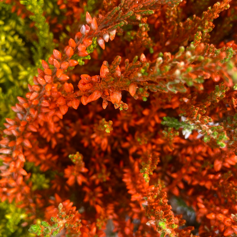 Bruyère Callune exterieur teintée Orange Pot de 10