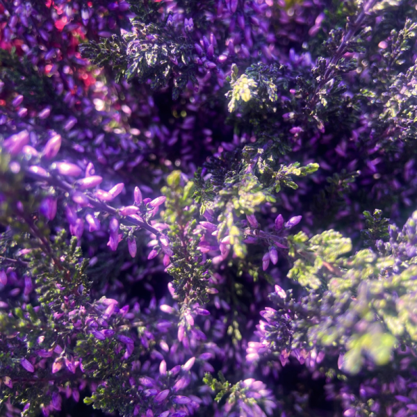 Bruyère Mauve Calluna à planter Pot de 10