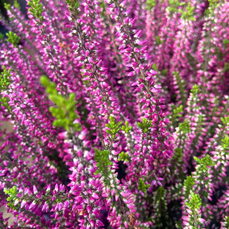 Bruyère Calluna en pot Fleur Mauve 10,5