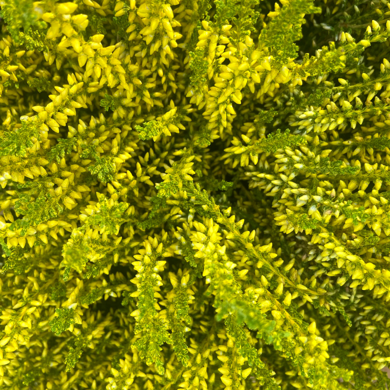 Bruyere Jaune Calluna teintée Pot de 10cm