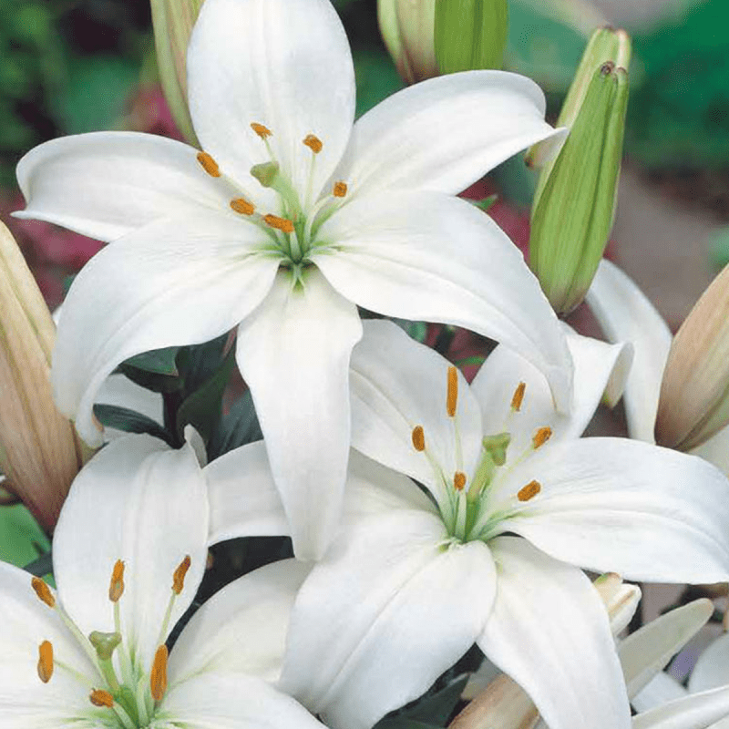 2 bulbes lys Asiatic White