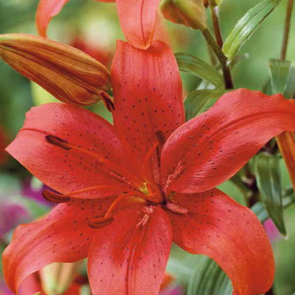 2 bulbes lys Asiatic Red