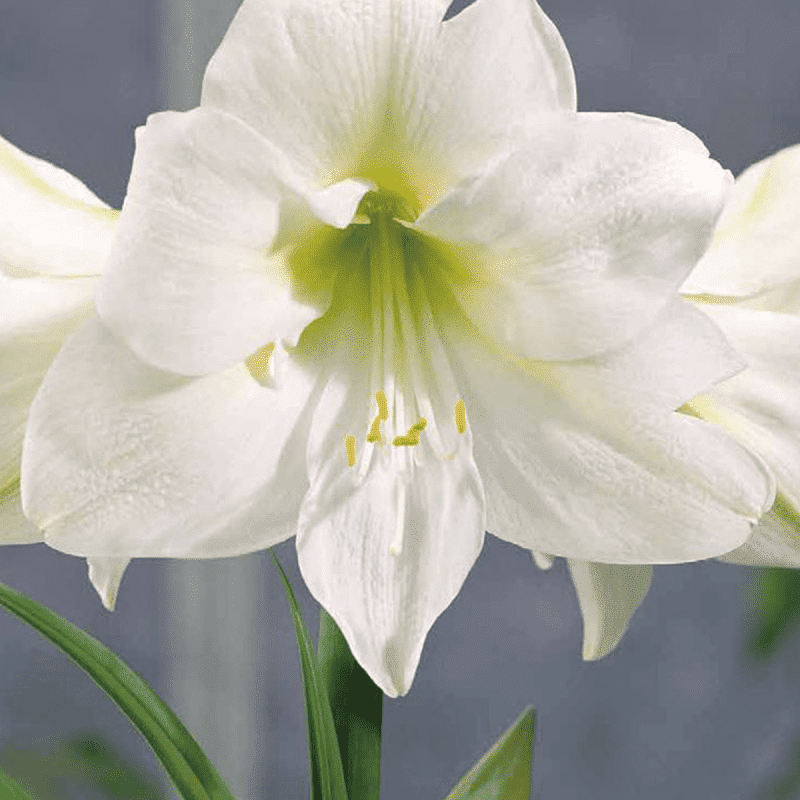 Bulbe de lys Amaryllis blanche par 1