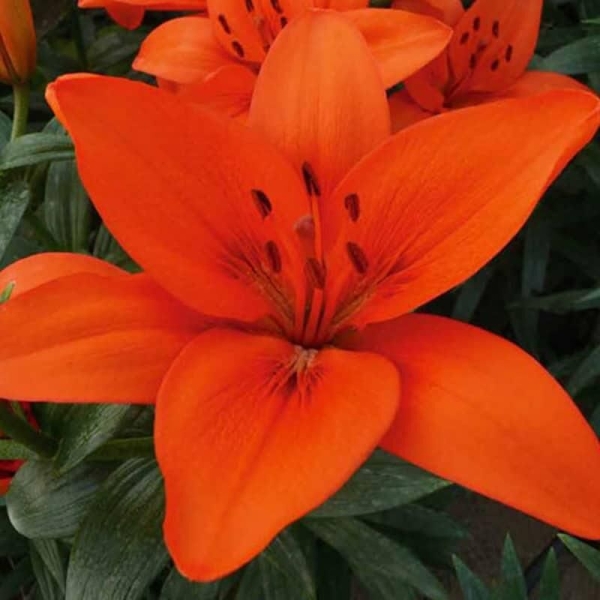 2 bulbes lys orange Summer