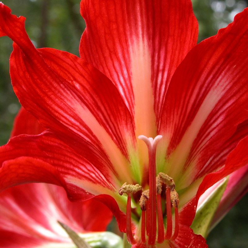 2 bulbes lys lilium Red County