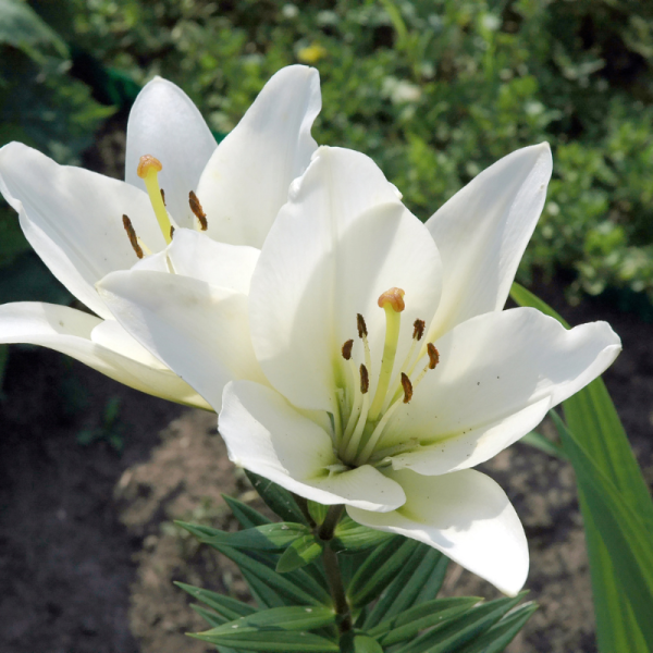 2 bulbes lys Lilium Kent