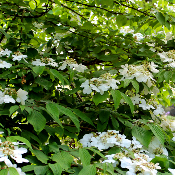 Viorne plissée mariesii - Viburnum plicatum mariesii 40cm