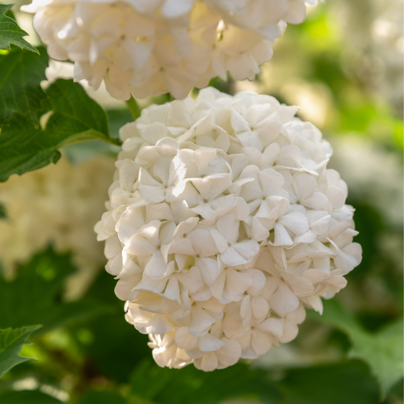 Viorne obier roseum - Viburnum opulus roseum Pot 3L