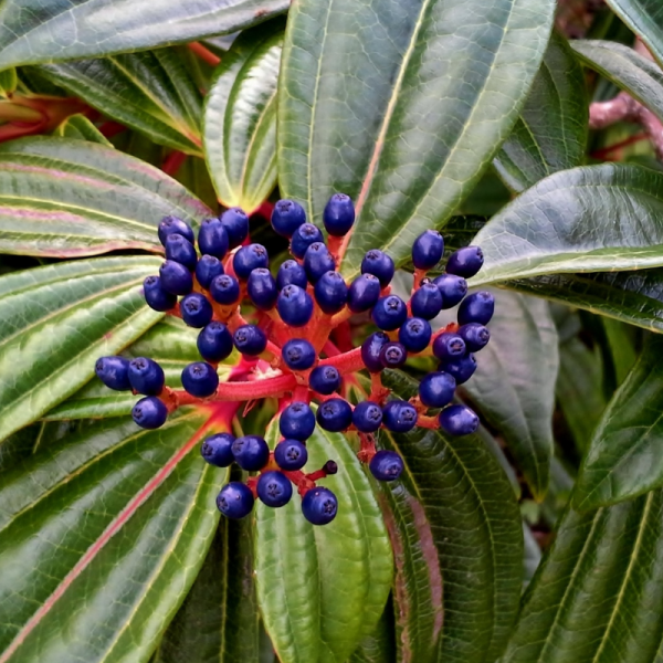 Viorne davidii - Viburnum davidii Pot 2L