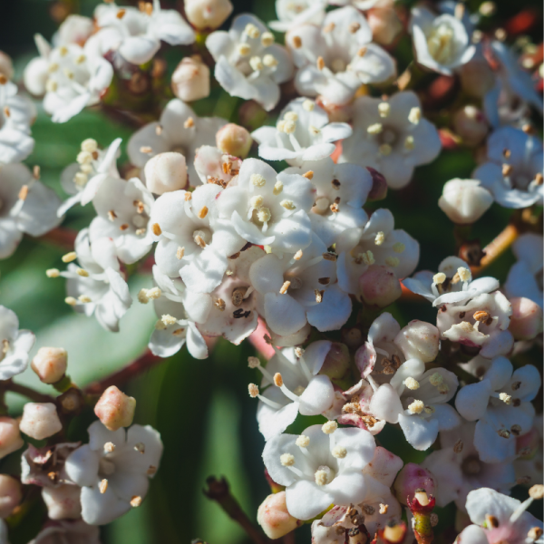 Viorne tin eve price - Viburnum tinus eve price 30cm