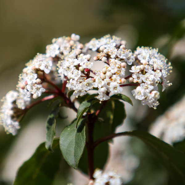 Viorne tin - Viburnum tinus 30cm