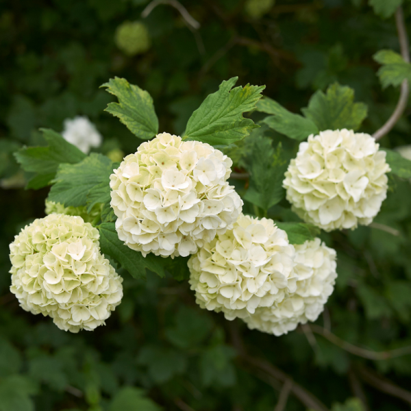 Viorne op roseum - Viburnum op roseum Racines nues