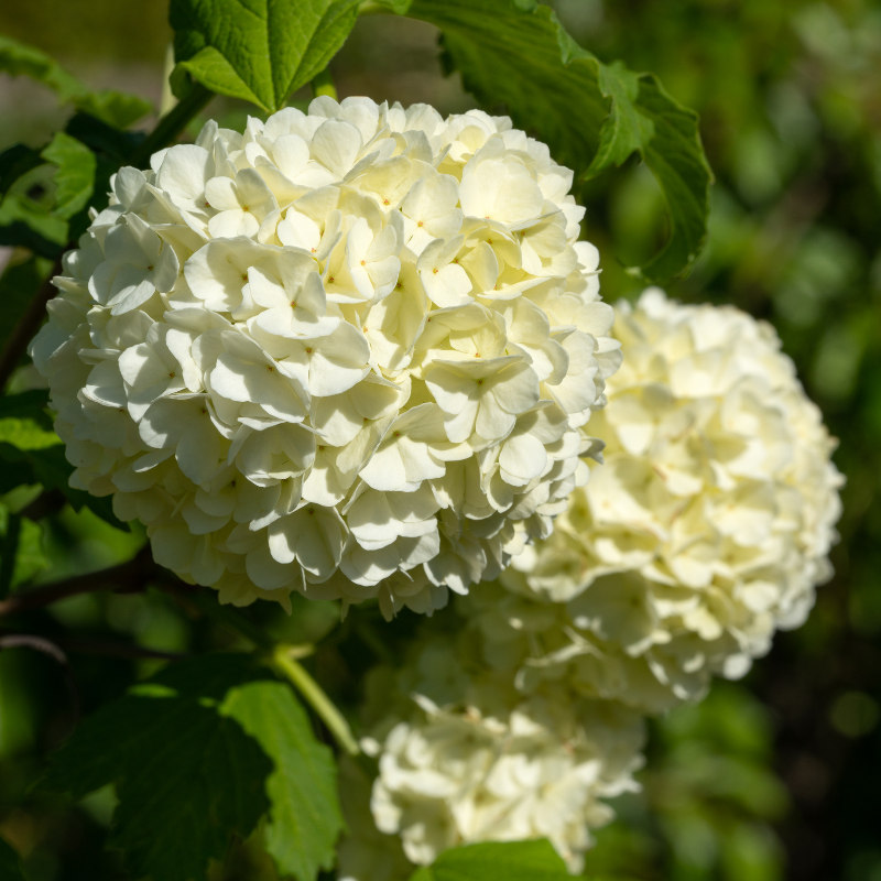 Viorne obier - Viburnum opulus Pot 3L