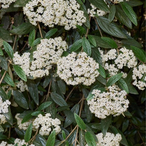 Viorne rhytidophyllum - Viburnum rhytidophyllum 40cm