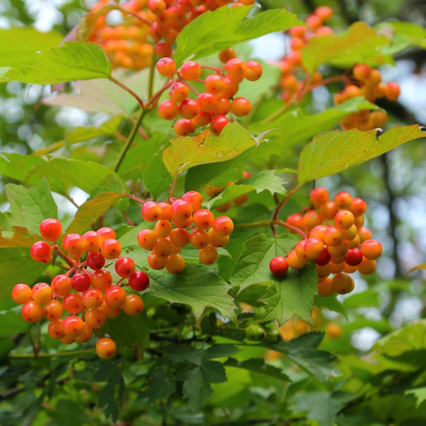 Viorne obier compactum - Viburnum opulus compactum 30cm