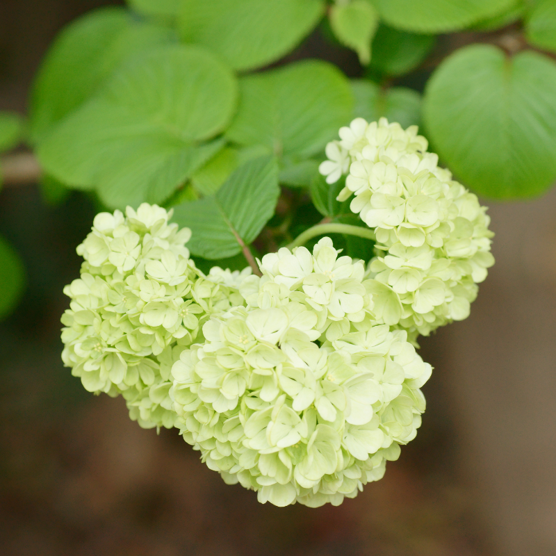 Viorne plissée newport - Viburnum plic newport 30cm