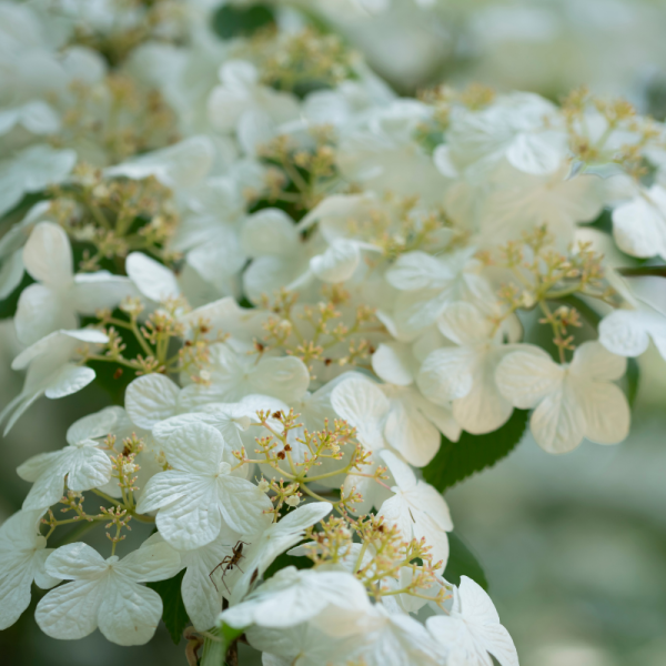 Viorne plissée watanabe - Viburnum plicatum watanabe 30cm