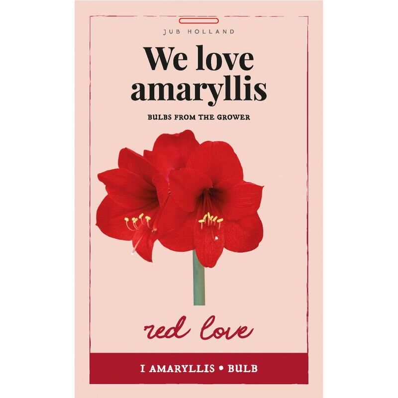 Sac 1 bulbe We love Amaryllis red