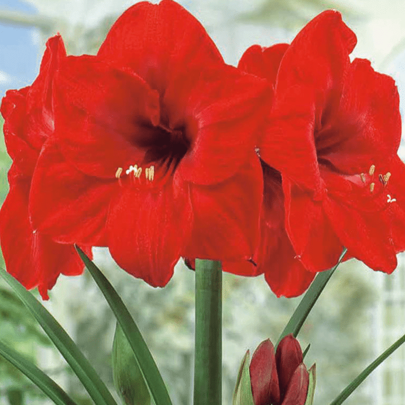 1 bulbe Amaryllis rouge