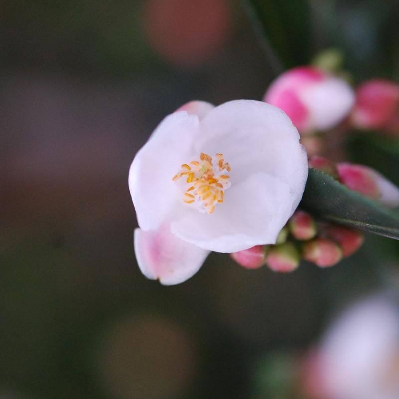 Camélia 'Cupido'